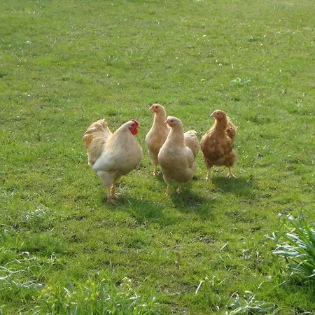 Mit Garten Und Terrasse In Ruhiger Lage, Ostsee 3 Km Entfernt Niederdorla
